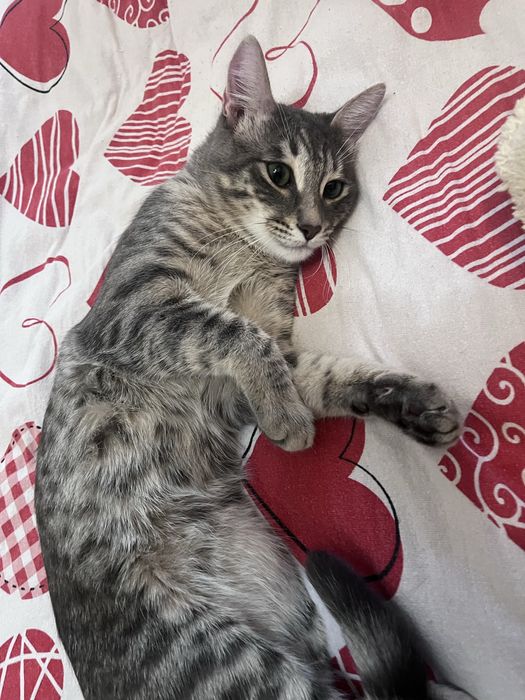 Отдам даром кошку-кота