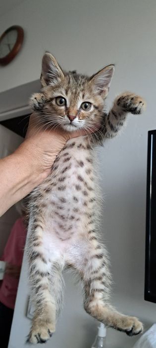 Милый котик ищет дом