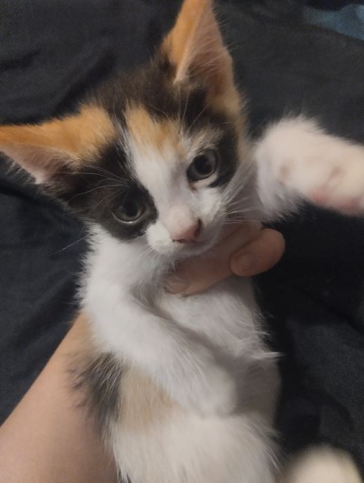 Отдам котенка, девочка