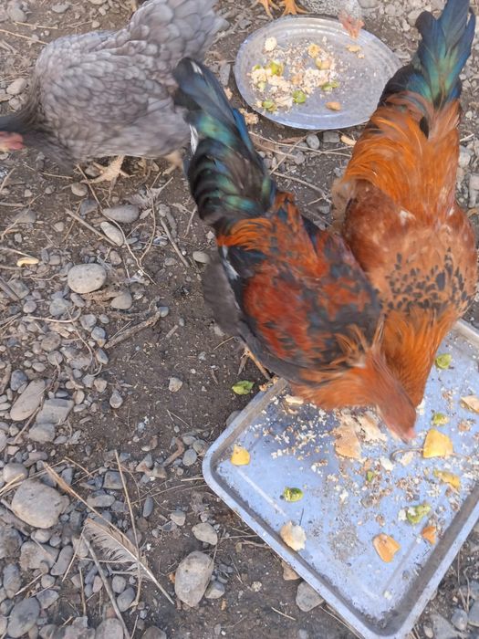 Петушки куры продам