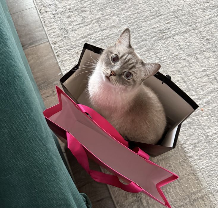 Коты в добрые руки