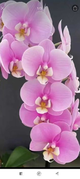 Орхидеи,комнатные растения