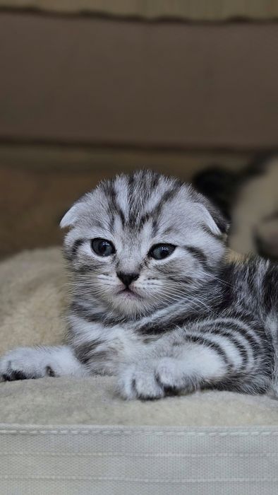 Шотландские котята