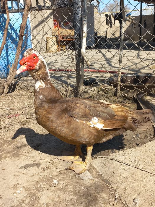 Индоутка  .   .    .   .