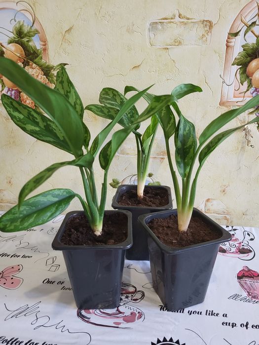 Аглаонема "Мария"