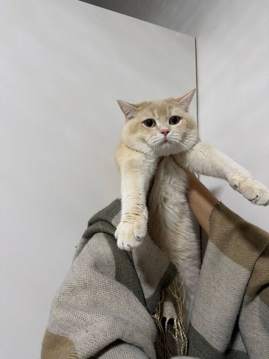 Shinshilla sotiladi / Продается шиншилла