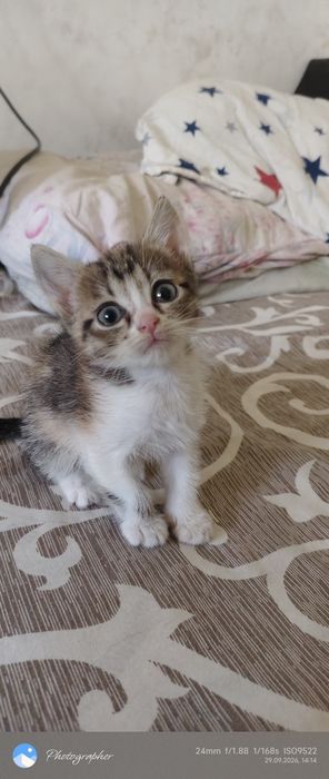 Девочки котята возраст 1 мес
