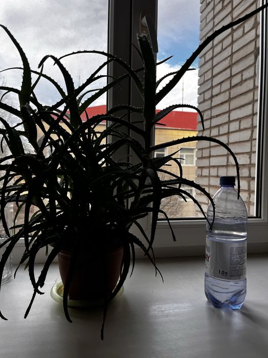 Алое столетник древовидное