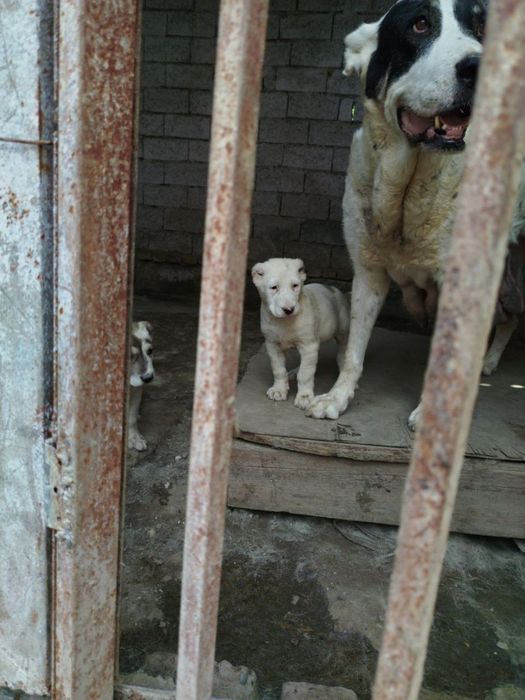 Buldozer alabaylar sotiladi