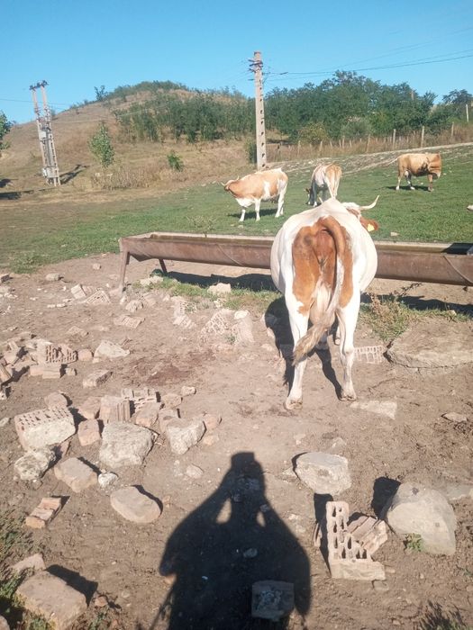 Vînd două vaci una în luna a noua și una cu lapte