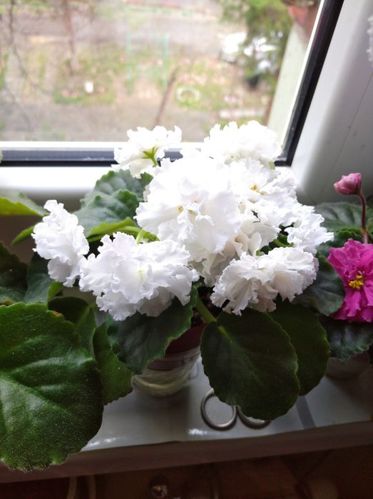 Красивые фиалки к 8 марта