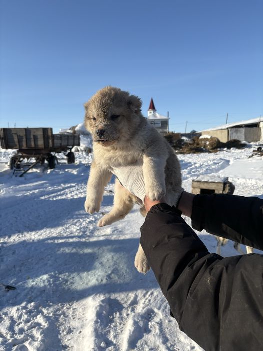 Щенки алабай среднеазиатская овчарка