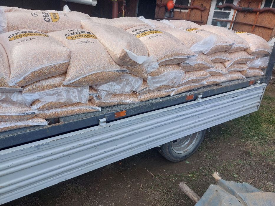 Porumb și Grâu boabe