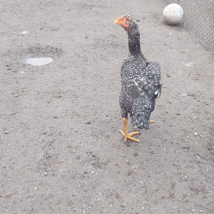 Курочка фазан 2год крупный