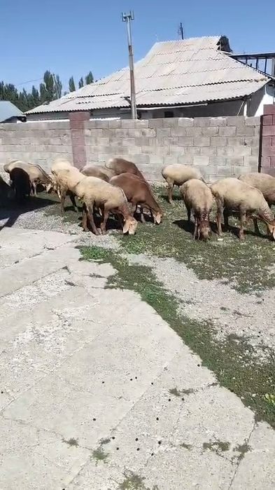 Аршан 8 айлық қошқарлар