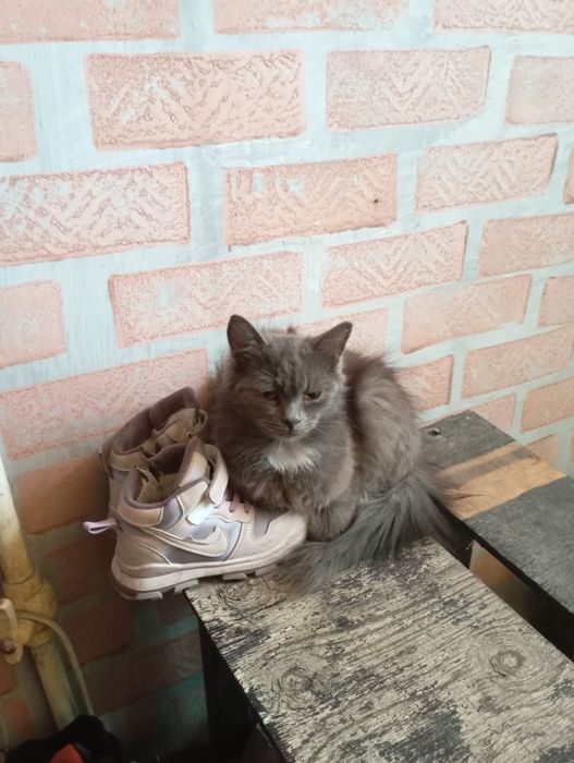 Кошечка ищет дом