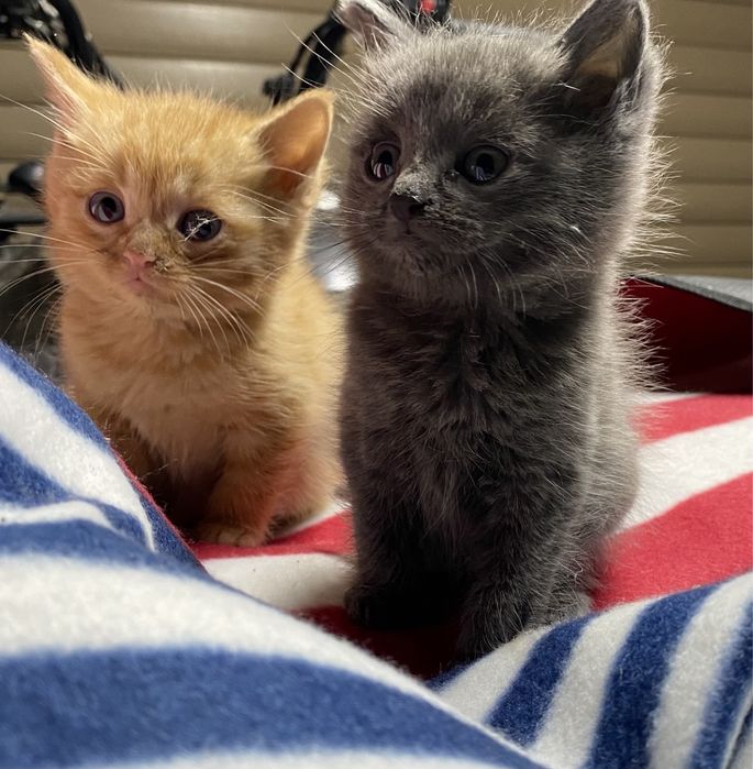 Отдам котят в добрые руки!