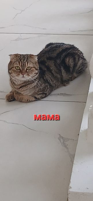 Mushuk bolasi toza zot