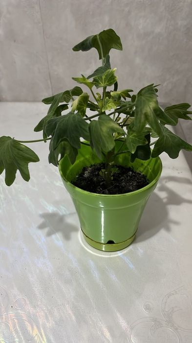 Продам цветы в горшке