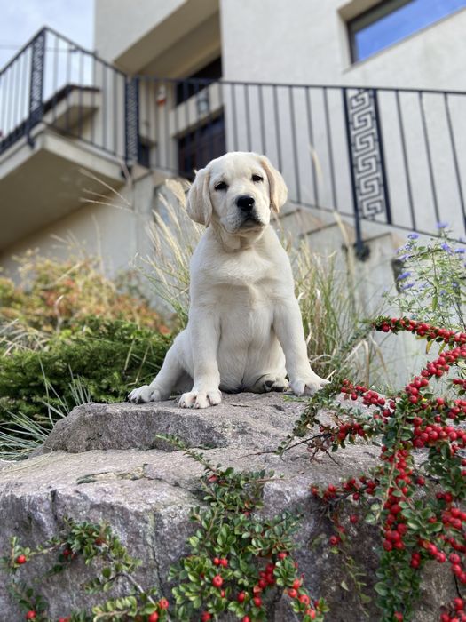 Puiut labrador, femela cu pedigree