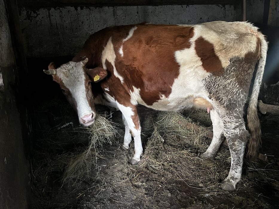 Vand vaca recent fatata