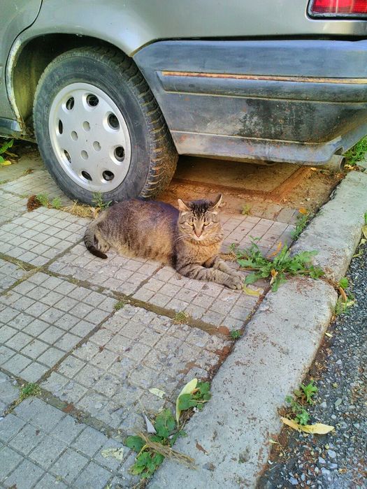 Дом= Шанс за живот за коте Сивчо