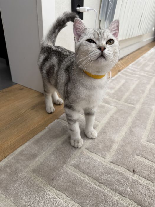 Шотландец прямоухий котенок