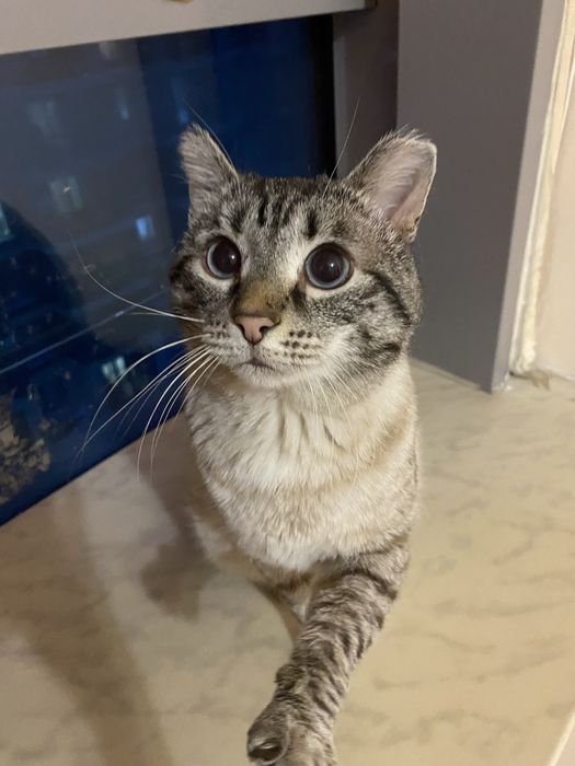 Кот Пумпа  ищет срочно Дом