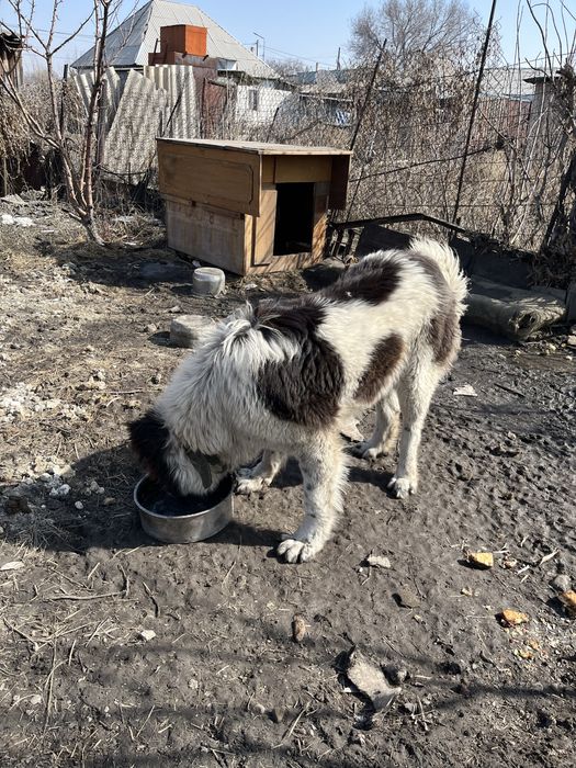 Казаки тобет сатылады