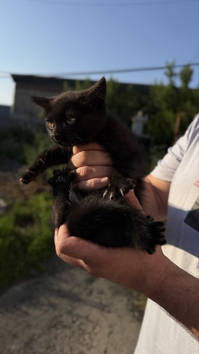 Отдам котят  в хорошие руки