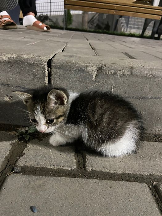 Котенок в добрые руки