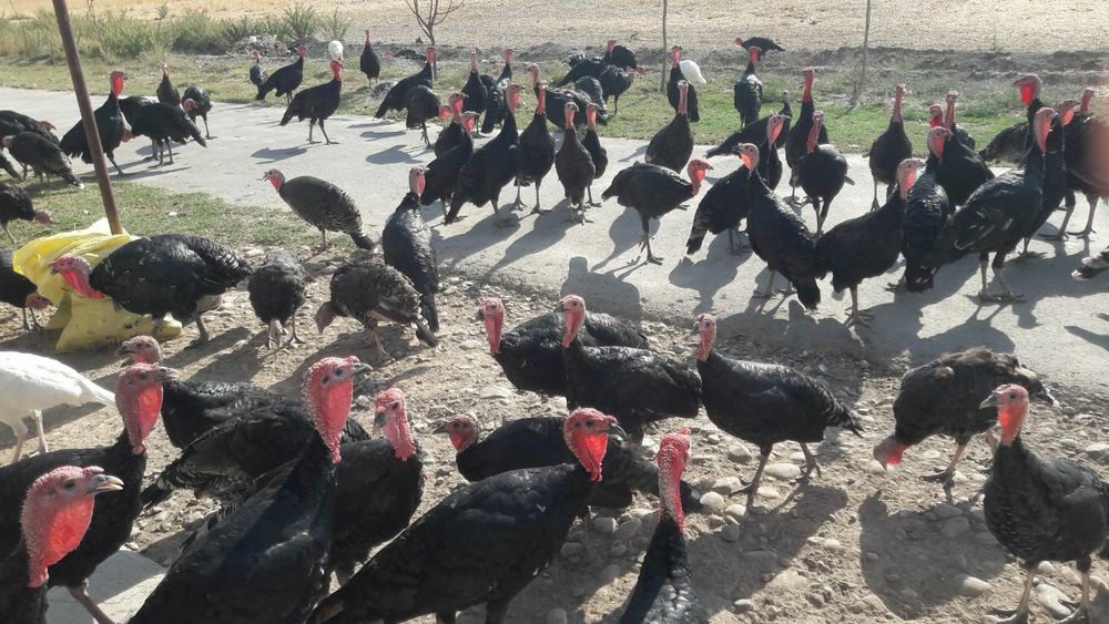 Kurkalar sotiladi optom narxlarda