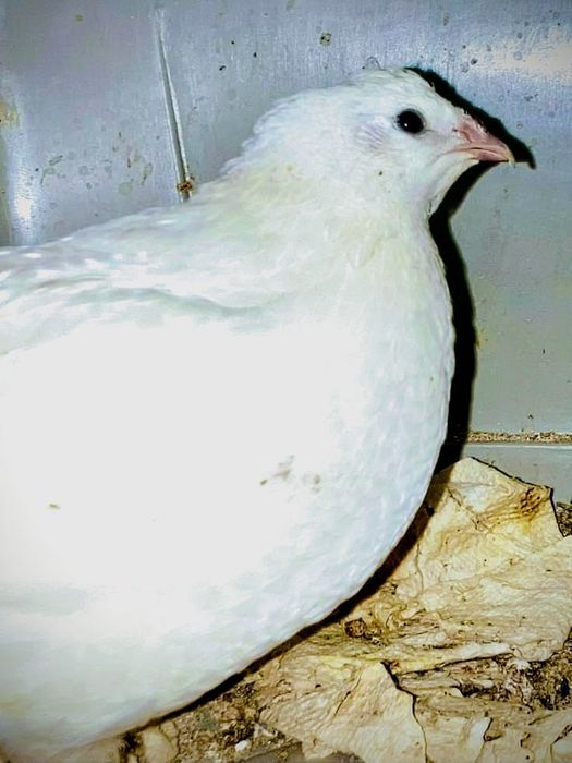 Bedana yirik zoti Belliy gigant Texas urugʻlangan tuxumlari