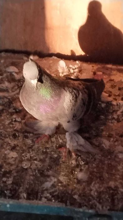 Продам голубей пароды Такла.