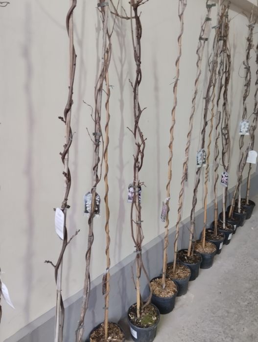 Глициния  А.Кипарис