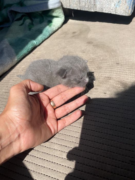 Отдам в добрые руки котят