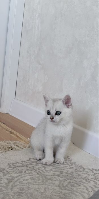 Serebrsky shinshilla
