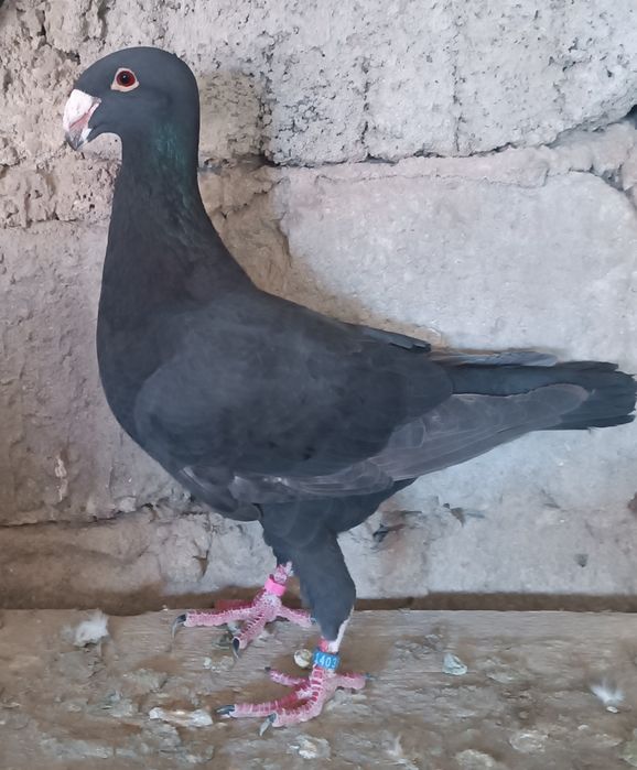 Porumbei voiajori germani