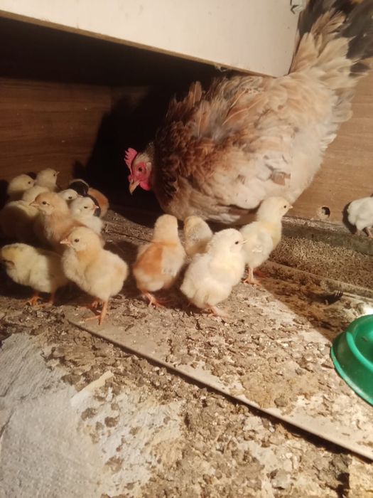 Продам домашних цыплят