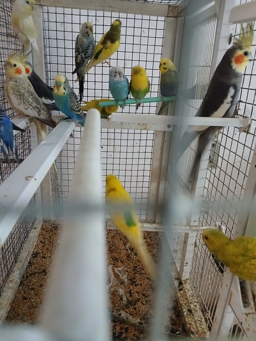 Vând   papagali  peruși  ,nimfe, micul Alexandru  pui inelati 2025