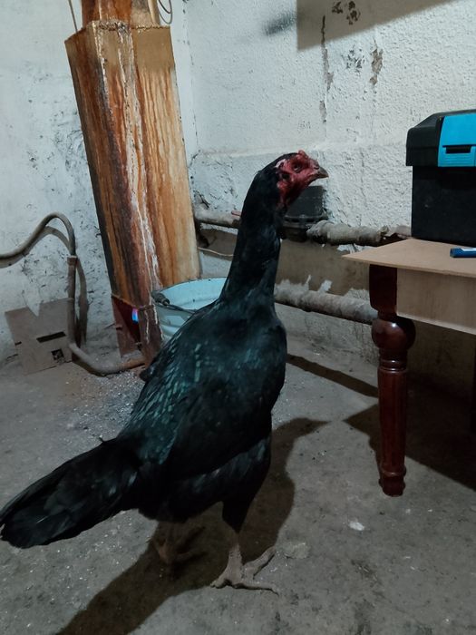 Зор мекен сатылады