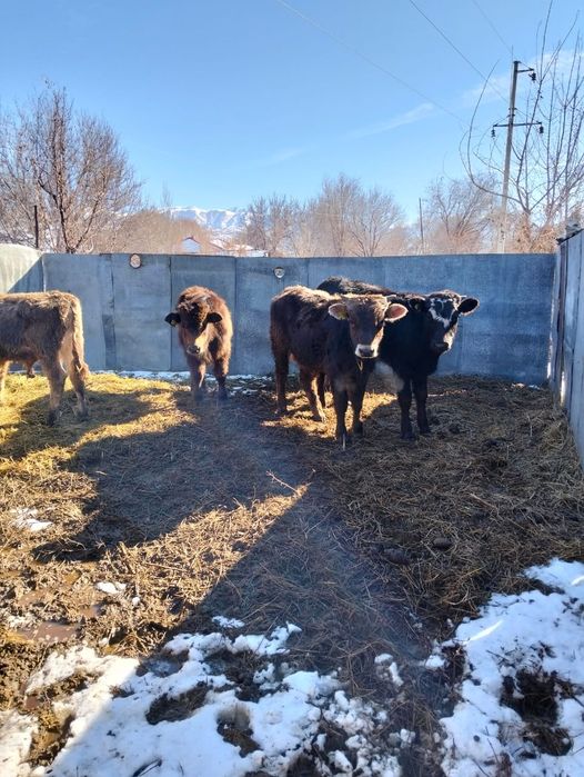 Продаются бычки.