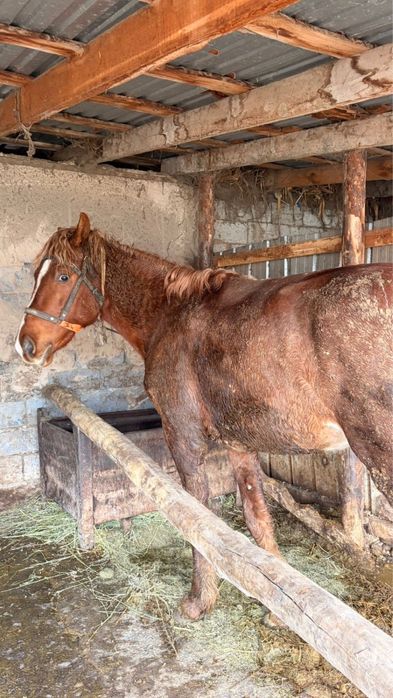 Продаётся 3-летний жеребец