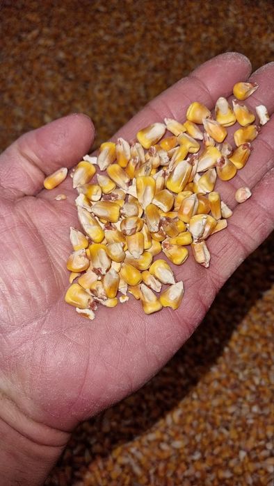 Vând mazare, floare soarelui, porumb, grâu