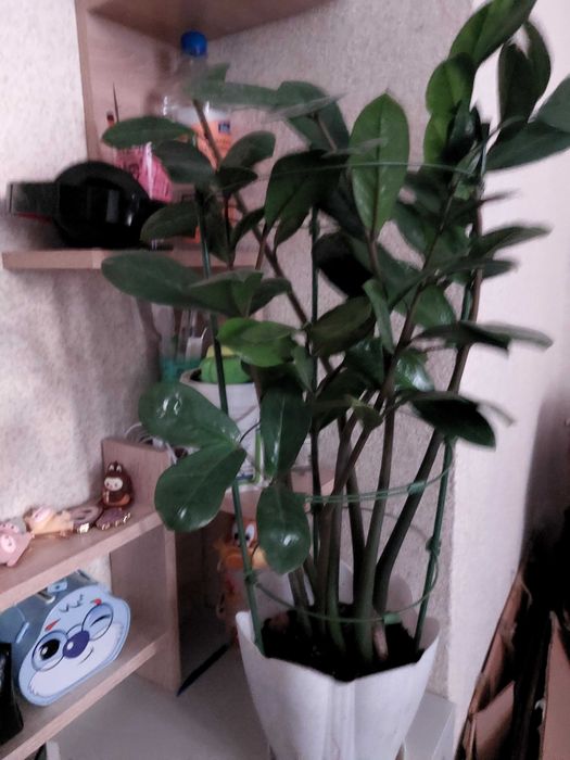 Комнатные растения