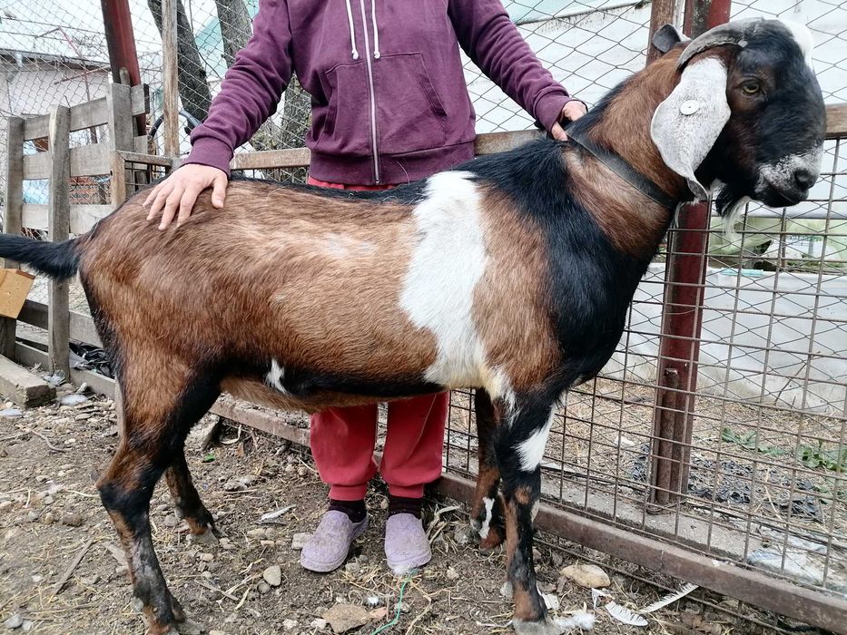 Vând țăpișor anglonubian