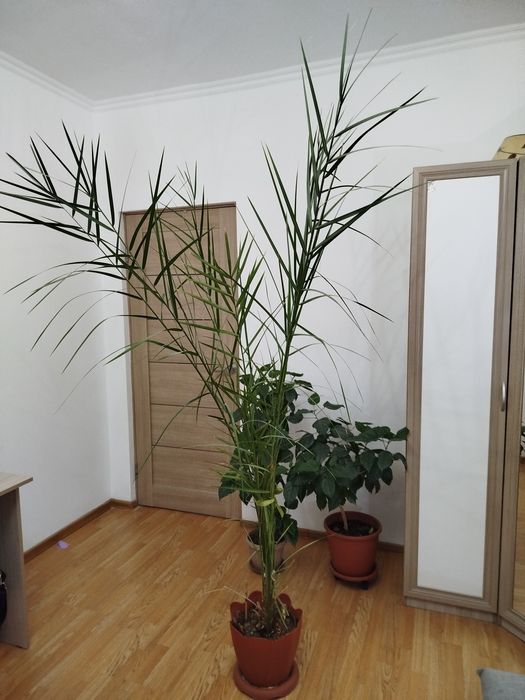 Пальма финиковая