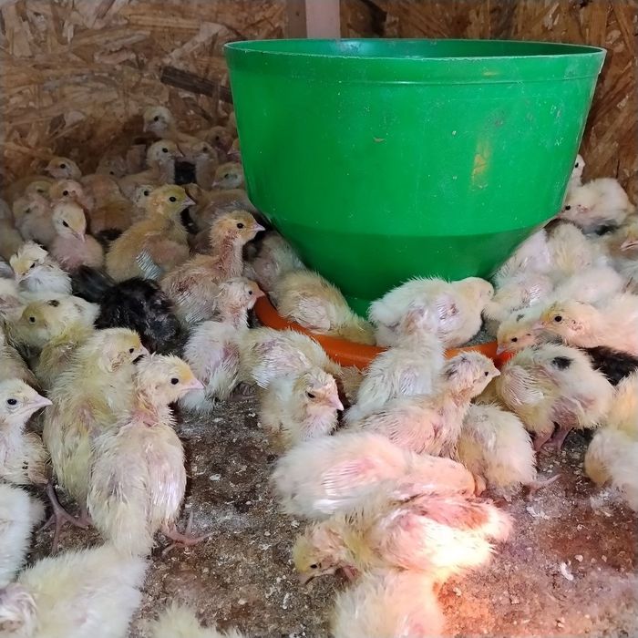 Bedana jojalari va inkubatsion tuxumiga zakaz olamiz