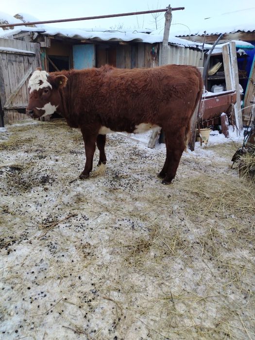 1.5 жасар тайынша