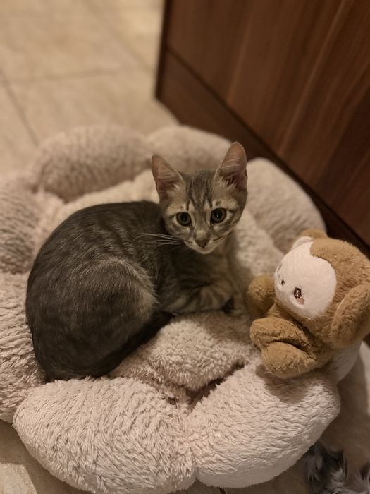 Коте на 3-4м търсим дом